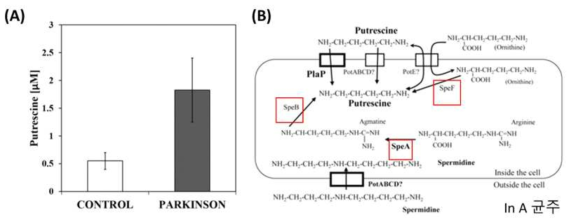 Polyamine과 파킨슨병의 관계성 (A; 파킨슨병 환자 혈장 내 putrescine 양, B; A 균주의 polyamine 합성 기전)