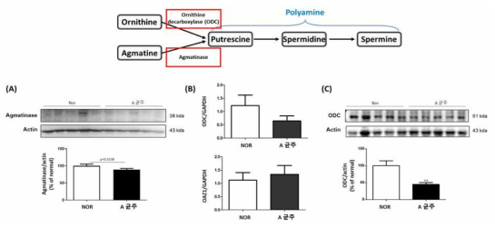 A 균주 유도 파킨슨병 마우스 대장 내 Polyamine 합성 효소 변화 (A; Agmatinase 단백질 발현, B; Ornithine decarboxylase(ODC) 관련 인자 RNA 발현, C; ODC 단백질 발현)