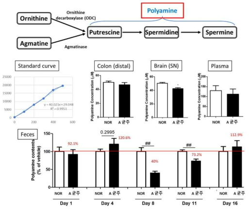 A 균주 유도 파킨슨병 마우스 시료별 Polyamine 양