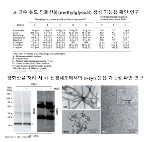 당화산물 유도 α-syn 응집 선행 연구