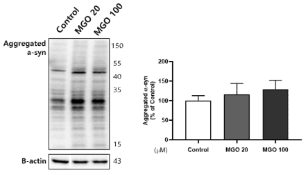 MGO 유도 장내분비세포에서 α-syn 응집 유도 결과
