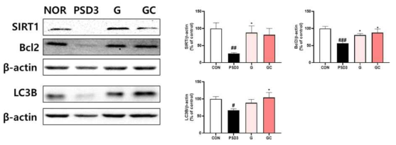 장내분비세포에서 PSD3 유도 SIRT1 신호에 대한 G, GC 소재의 조절 결과