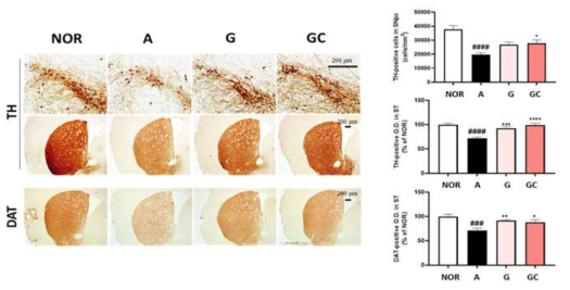 A 균주 투여 파킨슨 마우스에서 G, GC 소재의 도파민성 신경세포 보호 결과