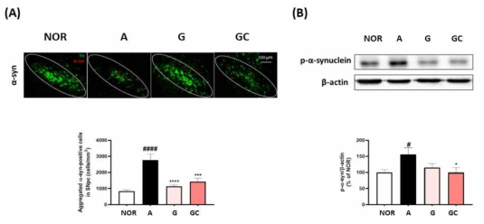 A 균주 투여 파킨슨 마우스에서 G, GC 소재의 뇌, 장 내 a-syn 응집 및 인산화 억제 결과