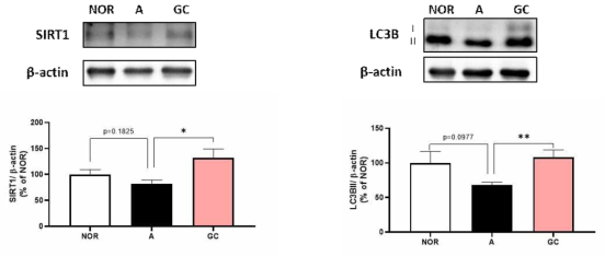 A 균주 투여 파킨슨 마우스에서 GC 소재의 장 내 SIRT1 및 LC3BII 제어 결과