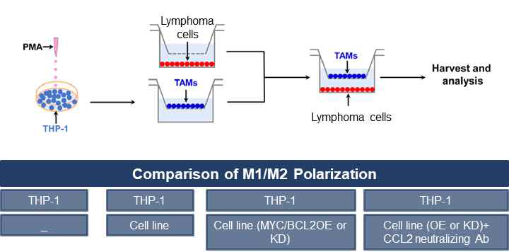 DLBCL 세포주와 THP1 세포주 공배양을 통한 M2 대식세포 분화 실험 모델