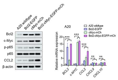 마우스 B 세포림프종 세포주 A20의 BCL2, MYC stable overexpression 세포주 수립
