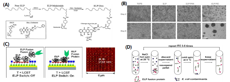 ELP의 다양한 응용 연구 (A) 약물전달시스템으로의 응용 사례; (B) 조직공학 분야에서의 응용 사례; (C) 바이오센서 분야에서의 응용 사례; (D) 단백질 및 DNA 정제 분야에서의 응용 사례