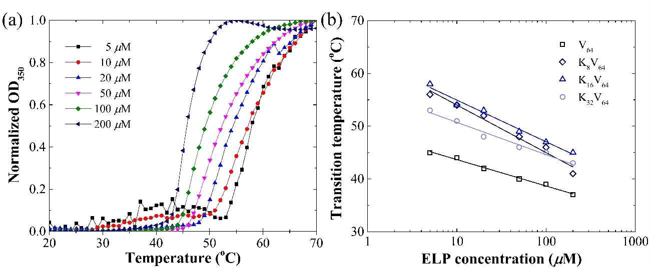 (a) K16V64의 농도와 온도에 따른 흡광도 변화 (b) 4종류 ELP 농도에 따른 전이온도 변화