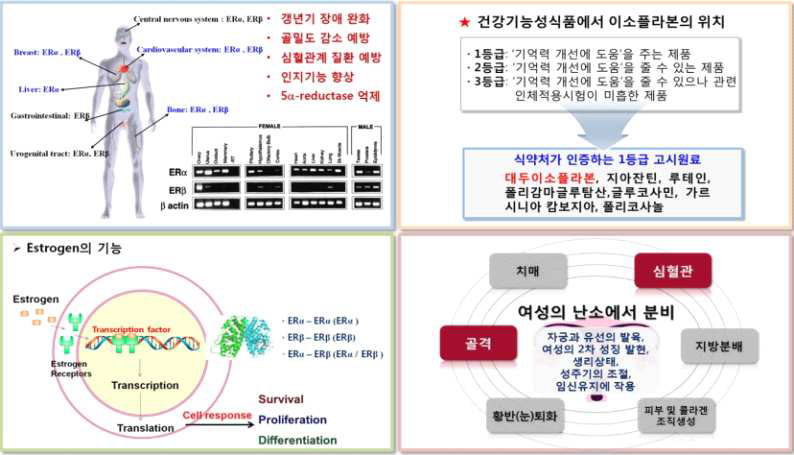 Isoflavone의 효능 및 가치