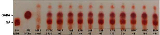 Typical TLC profiling of glutamic acid (GA) and γ-aminobutyric acid (GABA)