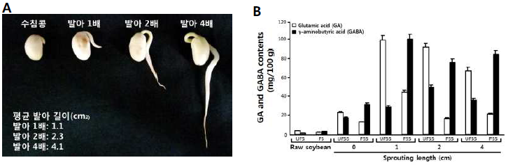 Photograph of soybean sprouting (A) and comparison of GA and GABA contents in the different soybean sprouting and fermentation with lactic acid bacteria (B)