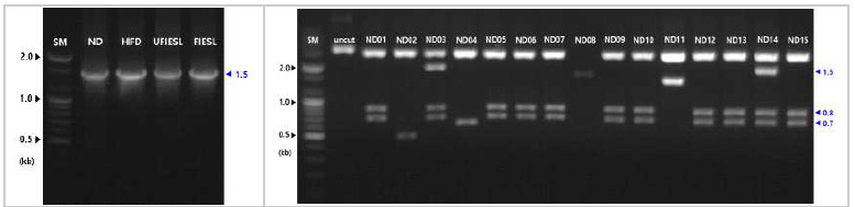 Metagenomic library 기반 비만 동물모델의 대장에서 미생물 군집 분석 진행 중