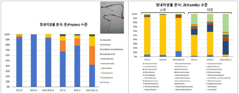 NGS 기반 폐경기 동물모델 소장과 대장의 미생물 군집