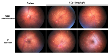 질환동물모델의 확립-CQ