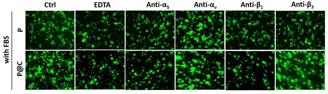 Fluorescence microscopic images of cells (phalloidin positive for actins) in the presence of integrin subset (α5,αv,β1,or β3) blocking antibody, when cultured on P@C or P nanofiber. Images are supportive for Fig.2d