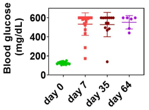 Monitoring of blood glucose level at the time of injection of Streptozotocin (at days 0, 7, 35 and 64) to confirm if the hyperglycemia condition is preserved during the animal study. The rats showing a drop in glucose level at the time of measurement were omitted in the further experimental tests