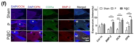 Osteogenic protein expression from in vivo calvaria bone tissue from diabetic rat after 8 wks of post-implantation. Relatively late osteogenic differentiation marker (OPN and OCN) was visualized, revealing significant increase in P@C than P or Sham