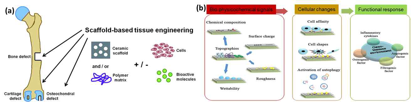 (a) The concept of skeletal tissue regeneration via scaffolds-based tissue engineering strategies. (b) Nanotopography-based strategy to manipulate osteoimmuno modulation