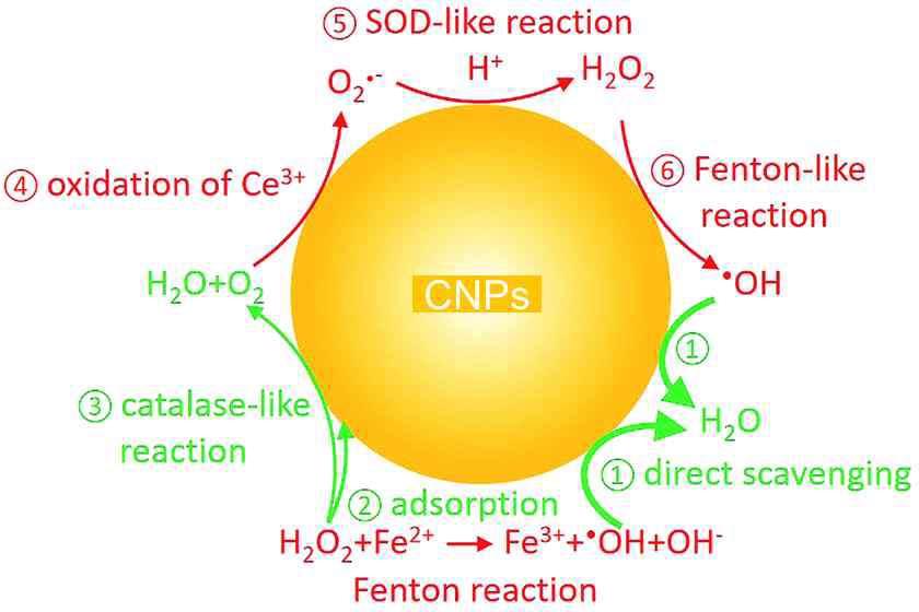 All redox activity of CNPs