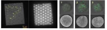 마이크로웰 디바이스를 활용한 마이크로, 나노스케일의 correlative 분석