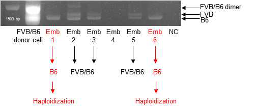 체세포 복제 haploid 배아에서의 2번 염색체 반수체화 분석