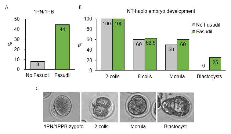 (A) Fasudil 처리에 따른 1PN/1PPB 효율 증가. (B) Fasudil 처리에 따른 향상된 체세포 핵 반수체화 유도 배아 발달율. (C) 체세포 핵 반수체화 유도 배아 발달 사진