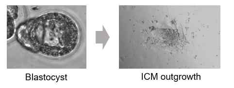 체세포 복제 반수체화 배아 유래 ICM outgrowth