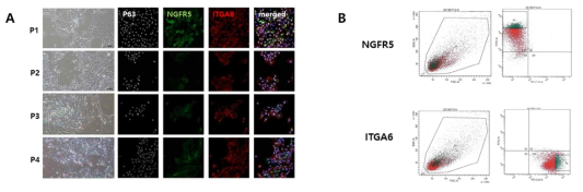 코점막 줄기세포의 계대배양 (A), NGFR5, ITGA6를 이용한 기저세포 FACS sorting (B)