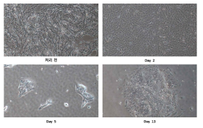 CytoTune™-iPS 2.0 Sendai 바이러스를 이용한 iPSCs Reprogramming (x40)