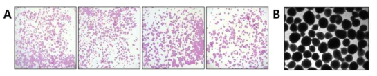 Alkaline phosphatase activity (A)와 embryonic body formation 검증 (B)