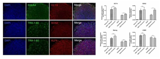 Immunofluorescence assay와 qRT PCR을 통한 전분화능 마커 시험