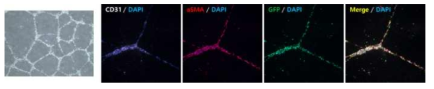 HUVEC을 이용한 혈관화 배양 및 확인 (CD31;endothelial-white, aSMA;alpha smooth muscle actin-red, GFP;huvec-tagged, DAPI-blue)