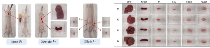 Preparation of samples obtained from mice TA:Tibialis anterior; EDL: Extensor digitorumlongus; Gastro: Gastrocnemius; Quadri: Quadriceps