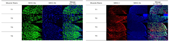 Determination of muscle fiber types obtained from mice muscle using immunofluorescence staining