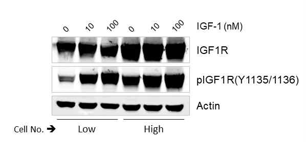 IGF-1 수용체 과발현 세포주