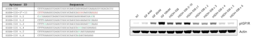 HOSH-038 압타머 활성 안정화를 위한 서열 최적화 결과