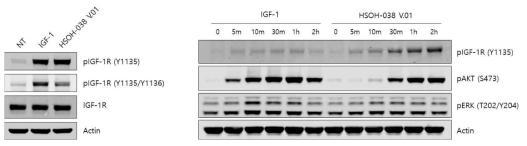 HOSH-038 v.1과 IGF-1R와 신호전달 단백질의 인산화