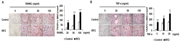 IRF-2가 파골세포 분화에 미치는 영향