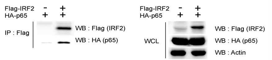 IRF-2와 NF-κB p65의 상호결합