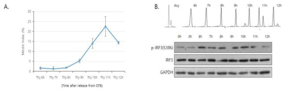 Phosphorylation of IRF3 during cell cycle A) Mitotic index graph ( for 6h from G2 phase after releasing from double thymidine block). B) western blotting data showing p-IRF3 (S386) and total IRF3 protein level for 6h from G2 phase after releasing from double thymidine block. => 의미 : nocodazole 처리 이후 진행된 mitotic progression 과정에서 관찰된 IRF3의 phosphorylation 현상이 double thymidine block 이후에 진행되는 cell cycle progression 과정 중 mitosis 에서도 나타나는 현상인지 비교, 확인함. IRF3의 phosphorylation 은 G2 phase에서 부터 시작되어 mitosis 를 거치는 과정 동안 관찰되는 현상임을 알 수 있음. 이는 IRF3의 phosphorylation 이 mitotic progression 에 관여 할 수 있음을 시사함