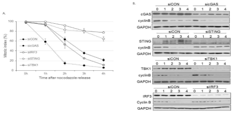 Involvement of cGAS-STING pathway in mitotic progression A) Mitotic index was measured after releasing from 16h-nocodazole treatment at each time points. B)Western blotting data showing mitotic progression depending on cyclin B degradation. => 의미: IRF3는 cGAS-STING pathway를 통해 innate immune response 에 관여 한다고 알려져 있기 때문에 mitotic progression에 관여하는 IRF3 역할이 기존에 알려진 cGAS-STING pathway와 관련이 있는지 알아보기 위해 본 실험을 진행함. 그 결과 IRF3 upstream molecule중 STING의 knock down 경우에서만 IRF3 knock down에 의해 유도 되는 elongated mitotic duration경우와 매우 유사하게 나타나는 것을 관찰함