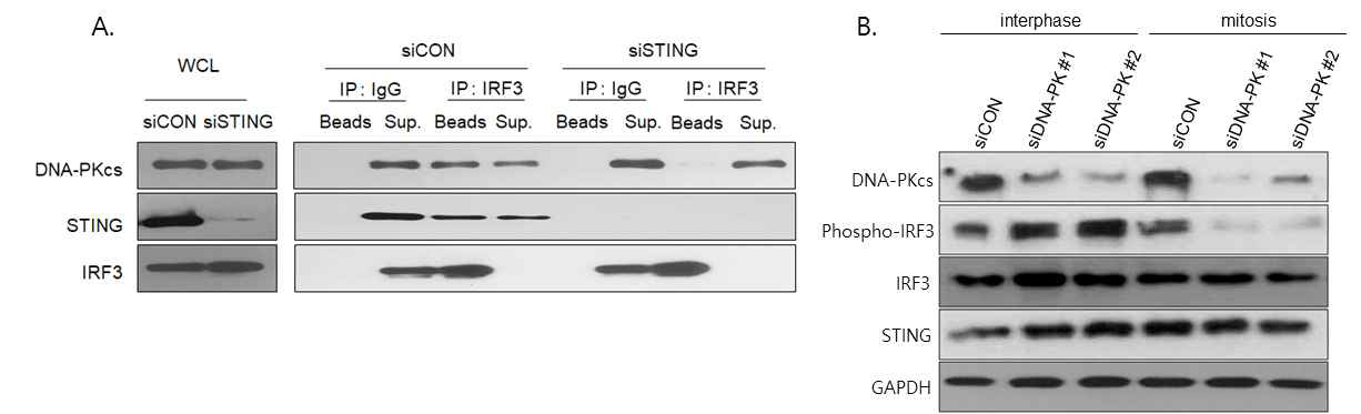 DNA-PKcs interacts with IRF3 through STING and affects IRF3 phosphorylation during mitosis. A) immunoprecipitation western was performed after STING depletion during mitosis. B) Western blotting data shows the phosphorylation of IRF3 during mitosis was decreased after DNA-PKcs depletion. => 의미: mitosis 동안 IRF3와 DNA-PKcs는 STING을 매개로 하여 서로 interaction 하고 있고, 이때 DNA-PKcs는 IRF3 phosphorylation을 조절하는 kinase로 작용하고 있음을 암시한다