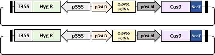 OsSPS1과 OsSPS6 유전자의 CRISPR/Cas9 매개 돌연변이 제작을 위한 CRISPR 운반체 모식도