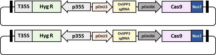 OsSPP1과 OsSPP2 유전자의 CRISPR/Cas9 매개 돌연변이 제작을 위한 CRISPR 운반체 모식도