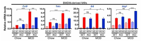 간염 마우스 모델 (Methionine-choline deficient diet) [5]에서 TM4SF5의 발현은 대식세포를 M1 타입으로 분화시킨다. MCD diet-WT 마우스와 -KO 마우스의 BMDM으로부터 얻은 대식세포를 M1 혹은 M2 타입으로 분화시킨 후 M1 마커 (Ccl2, Tnfα, IL-6) 또는 M2 마커 (Arg1)의 mRNA 수준을 확인한 결과, KO에 비해 WT 마우스에서 M1화가 촉진됨을 확인할 수 있었다