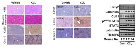 C57BL/6 WT 마우스에 CCl4를 처리하면 간 섬유화가 일어나고 간 조직 내 대식세포가 활성화된다. CCl4 처리 (5ml/kg, 10% CCl4 in olive oil, 2번/주)에 의해 collagen을 비롯한 다양한 ECM들의 증가를 확인하였고, 대식세포의 활성화 및 TM4SF5-매개 간 섬유화의 신호전달인자들의 활성 증가를 IHC와 WB을 통해 관찰하였다