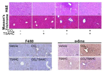 TSAHC를 처리하면 면역세포의 활성 억제 및 ECM의 축적 감소와 같은 간 섬유화의 증상이 전반적으로 완화된다. TSAHC 처리에 의한 ECM의 축적 억제와 대식세포의 활성 감소를 IHC를 통해서 확인함으로써 전반적인 간 섬유화의 특징이 완화되는 것을 확인하였다