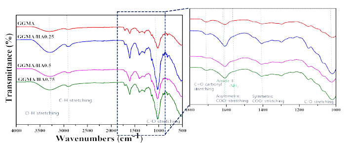 GG/MAGG 하이드로겔의 FT-IR결과