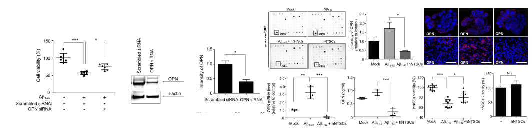 알츠하이머병 뇌 오가노이드 및 동물모델에서 hNTSCs 뇌 이식에 따른 OPN/SPP1 발현 분석